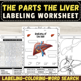 Label the  Parts of The Liver Anatomy: September Activitie