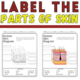 Label the Parts of The Skin: Anatomy Coloring Activity End