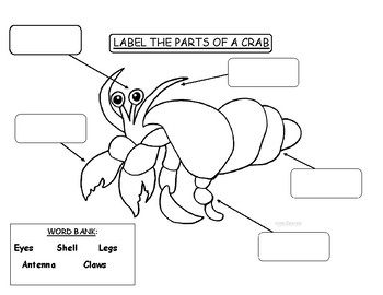 Preview of Label the Parts of a Crab