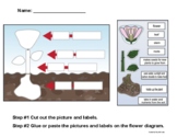 Label the Parts of a Flower Diagram printable worksheet