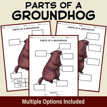 Preview of Label the Parts of a Groundhog | Groundhog Anatomy | Groundhog Day