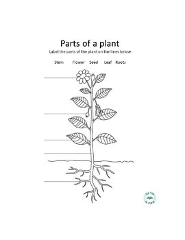 Free: Label the Parts of a Plant, Science, Elementary by SeeYouInClass