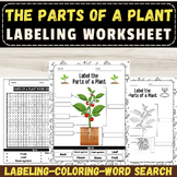 Label the Parts of a Plant  Diagram:  Plant Anatomy Activi