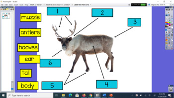 Preview of Label the Parts of a Reindeer Flipchart