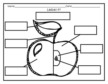 Preview of Label the Parts of an Apple