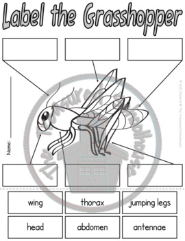 Label the Parts of the Grasshopper Cut and Paste or Write Worksheets