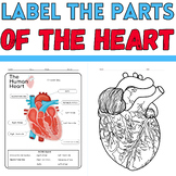 Label the Parts of the Heart: Anatomy Coloring Activity : 