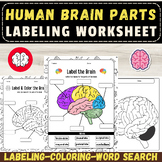 Label the Parts of the Human Brain: Anatomy Activity End o