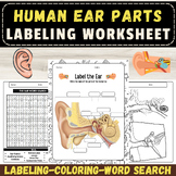 Label the Parts of the Human Ear: End of The year Activiti