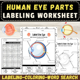 Label the Parts of the Human Eye Diagram: End of year Acti
