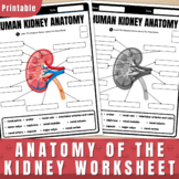 Label the Parts of the Human kidney | Anatomy of the kidne