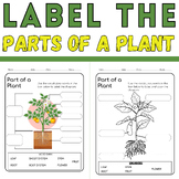 Label the Plant Parts Diagram: Botanical Anatomy Coloring 