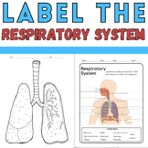 Label the Respiratory System: Anatomy Coloring Activity : 