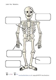 Label the Skeleton