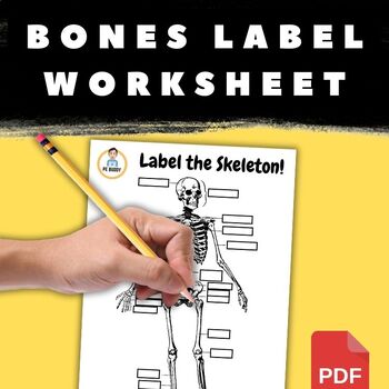 Preview of Label the Skeleton Worksheet with Answer Sheet | Health & PE Anatomy Resources