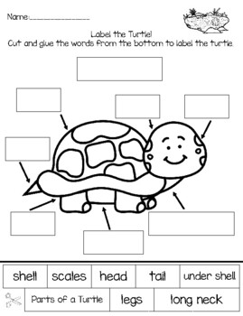 Label the Turtle by Keeping it Sunny in Kinder | TPT