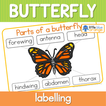 Label the butterfly / parts of a butterfly worksheet by Little Blue Orange