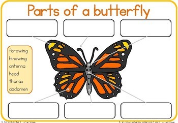 Label the butterfly / parts of a butterfly worksheet by Little Blue Orange