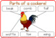 Label the chicken / parts of a chicken worksheet by Little Blue Orange