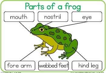 Label the frog / parts of a frog worksheet by Little Blue Orange