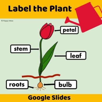 Preview of Label the parts of a Flower Life Cycles March centers Google Slides