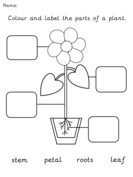Label the parts of a plant by Hush-a-bye | Teachers Pay Teachers