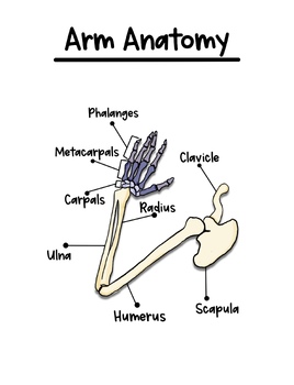 Preview of Labeled Arm Anatomy Worksheet (full color)