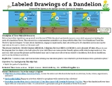 Labeled Drawings of a Dandelion (Printable Labeled Poster 