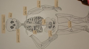 Preview of Labeled Skeleton