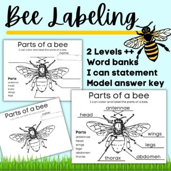 Labeling Bee Parts- I can color and label the parts of a bee insect