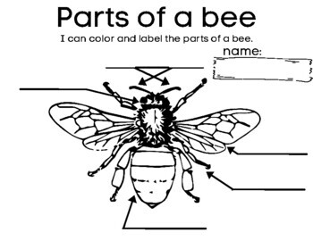 Labeling Bee Parts- I can color and label the parts of a bee insect