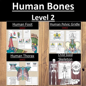 Preview of Labeling Human Bones Bundle Level 2 Elementary