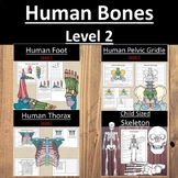 Labeling Human Bones Bundle Level 2 Elementary