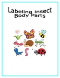 Labeling Insect Body Parts Lesson Plan