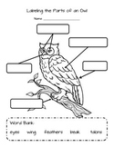 Labeling Parts of an Owl