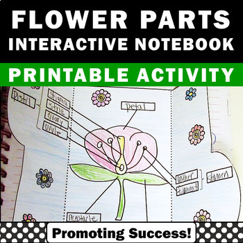 Preview of Flowers Parts of a Flower Craft Diagram Parts of a Plant Structures and Function
