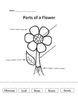 Parts Of A Flower Worksheet For Kindergarten - slidesharedocs