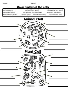 Labeling Plant And Animal Cells Teaching Resources | TPT