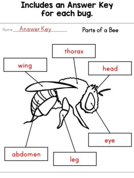 Labeling Worksheets ~ Bug Body Parts by Erin Thomson's Primary Printables