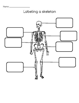 Labeling a Skeleton by Mrs Gardner Classroom Materials | TPT