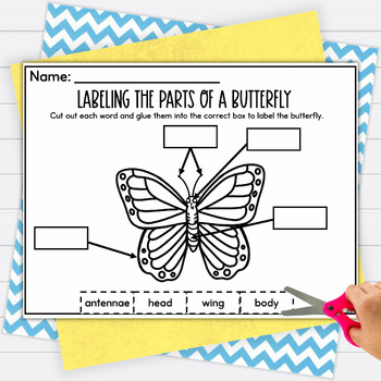Labeling a Butterfly by Primary With Care | TPT