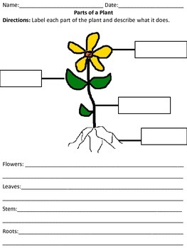 Labeling the Basic Parts of a Plant by All Elementary | TpT