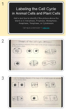 Labeling the Cell Cycle in Animal and Plant cells