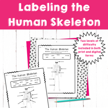 Preview of Labeling the Human Skeleton - Print and Digital Diagrams to Label Major Bones