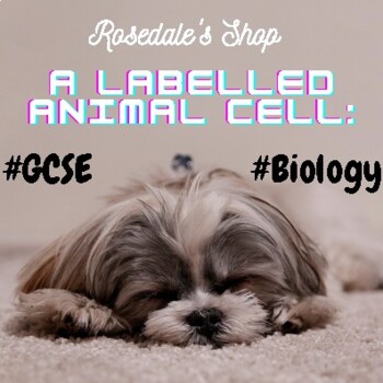 Preview of Labelled Animal Cell With Useful Definitions | Biology ~ GCSE/IGCSE