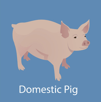 Preview of Labelled illustration of a Domestic Pig