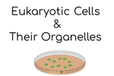 Labelling Cells & Organelles Digital Activity - 