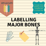 Labelling Major Bones