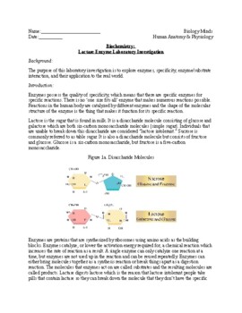 lactase enzyme lab answers
