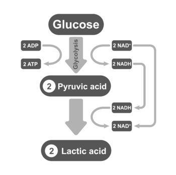 lactic acid fermentation diagram